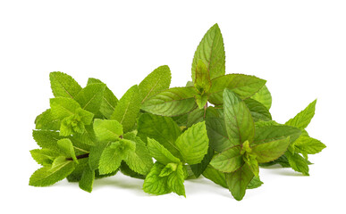 Fresh mint bunch