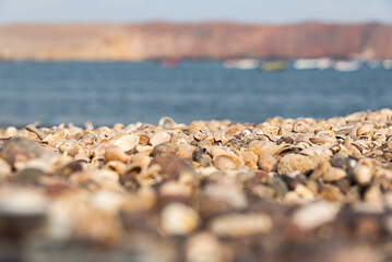 Coast of Paracas