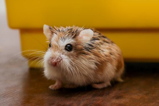 Cute dwarf hamster it is out the cage - Roborovski Hamster