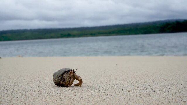 hermit crab on the beach