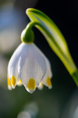 White Spring Snowflake flower (Leucojum vernum) growing in a natural reserve Forest undergrowth in Iserlohn Sauerland Germany with bright warm sunslight. Early bloomer in Springtime, macro close up.