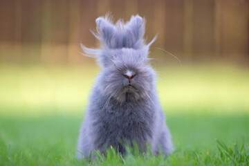 Cute grey fluffy rabbit sitting on grass backyard.
