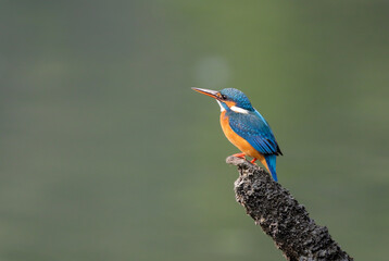 Common kingfisher, also known as the Eurasian kingfisher and river kingfisher.