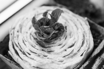 Re-seedling of Beijing cabbages in peat containers, black-white