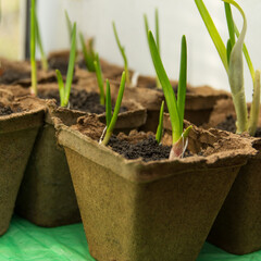 Green growing onions planted in a peat container on window sill