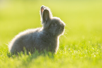 Cute grey fluffy rabbit sitting on grass backyard.
