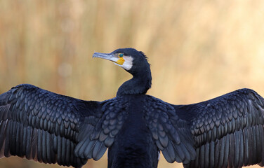 Close up of a great black cormorant (Phalacrocorax carbo) showing its feathers. Portrait of a water bird drying its wings in the sun. Majestic wild bird with natural yellow background.