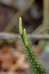 Sprossender Bärlapp (Spinulum annotinum)