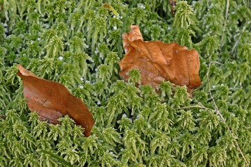 Torfmoos im Nationalpark Kellerwald