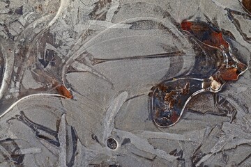 Eis in einer Waldpfütze