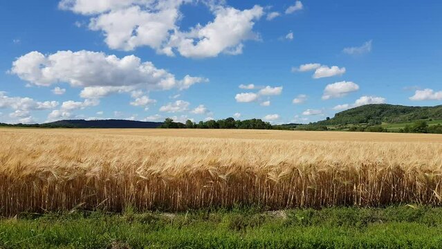 CHAMPS DE BL&Eacute; EN FRANCE DANS LA R&Eacute;GION DU GRAND EST DANS LE D&Eacute;PARTEMENT DES VOSGES