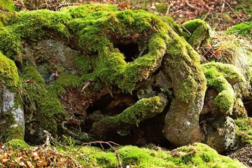 Skurrile bemooste Baumwurzel im Nationalpark Kellerwald