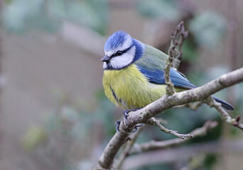 Cute tiny eurasian blue tit (Cyanistes caeruleus) perched on a branch with vibrant natural background. Colorful garden bird singing in the forest. Lugo, Galicia, Spain.