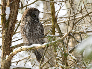 Great Gray Owl Sitting on Tree Branch in Winter
