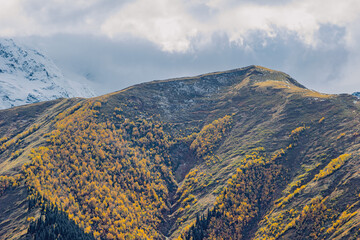 Forests in the Arkhyz Mountains