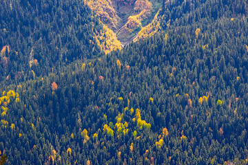 Autumn forest in the Arkhyz mountains