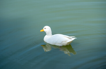White duck swimming on a still calm lake at sunset