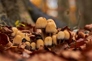 Mushroom family
