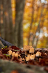 Mushroom family

