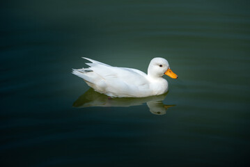 Naklejka na ściany i meble White duck swimming on a still calm lake at sunset