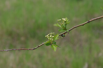 The buds of unopened hawthorn flowers.