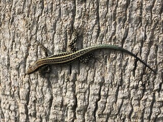 Lizard on a tree