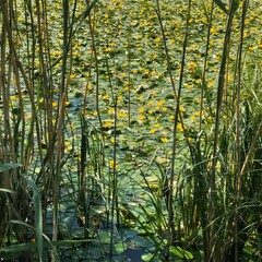 Pond with yellow water lilies