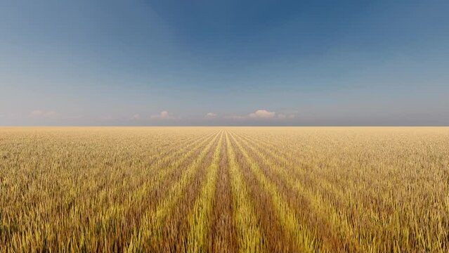 Picturesque landscape clear blue sky and yellow field of grass 3d animation
