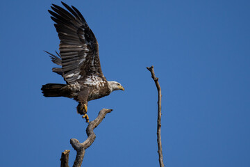 American bald eagle Lochraven Cromwell valley park