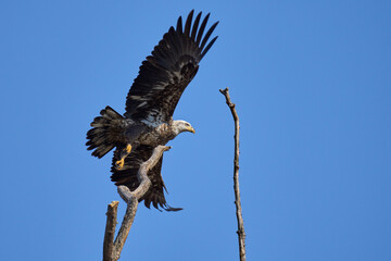 American bald eagle Lochraven Cromwell valley park