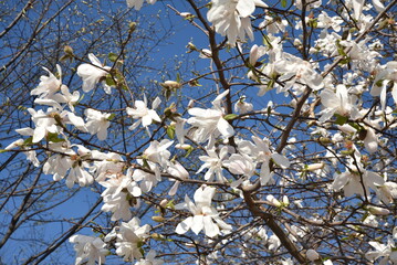 Magnolia étoilé au printemps
