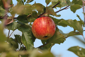 Ripe apples hanging on an apple tree.