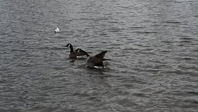 Canadian geese in slow motion