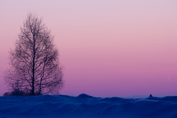 Minimalistic landscape - a tree with a cone-shaped crown against a pink sky and blue snow.