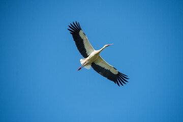 White stork in flight against a blue sky