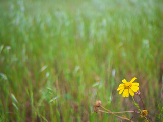 Flor amarilla en campo verde
