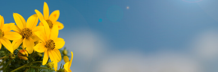 Close-up yellow color blossom with blue sky.   Beautiful flower background