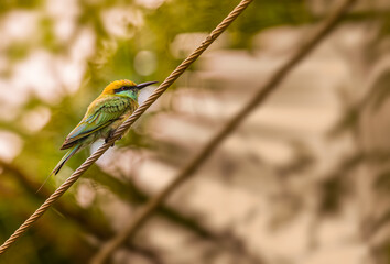 Green Bee eater resting on a wire