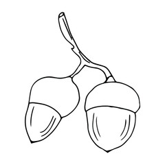 Forest autumn collection. Ornamental Acorns and oak leaves vector set. Hand drawn doodle acorn, leaf, oak - vector illustration