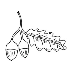 Forest autumn collection. Ornamental Acorns and oak leaves vector set. Hand drawn doodle acorn, leaf, oak - vector illustration