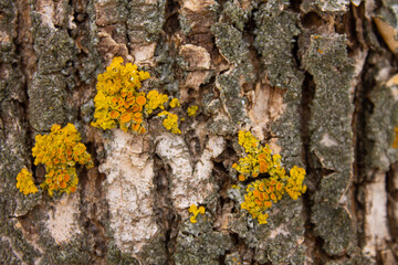 Yellow lecheynik on the crown of a tree