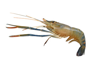 river prawn isolated on a white background