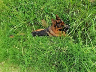 Dog in malese 