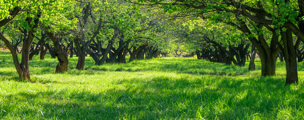 Panoramic view of large tree preserve near Fruita orchid in the middle of desert in Capitol reef national park, Utah