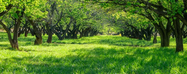 Wall murals Green Panoramic view of large tree preserve near Fruita orchid in the middle of desert in Capitol reef national park, Utah