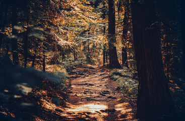 Aufgenommen in der Sächsischen Schweiz mit den berühmten Schrammsteinen zwischen Felsen und Sandsteinen. Waldweg Waldlandschaft in friedlicher Natur. 