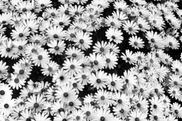 Fondo de margaritas africanas o dimorphoteca editadas en blanco y negro 