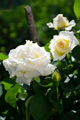 white rose in garden