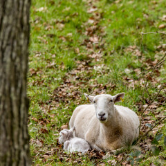 Broughshane Riverside walk and wildfowl park, Broughshane village, Ballymena, County Antrim, Northern Ireland