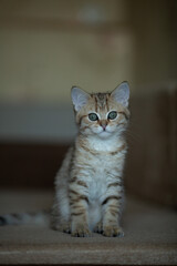 A kitten of the Scottish Straight breed sits beautifully on the sofa, a charming face